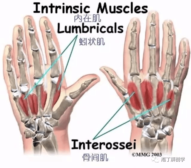 源于腕部和手部的最小的肌肉叫做内在肌
