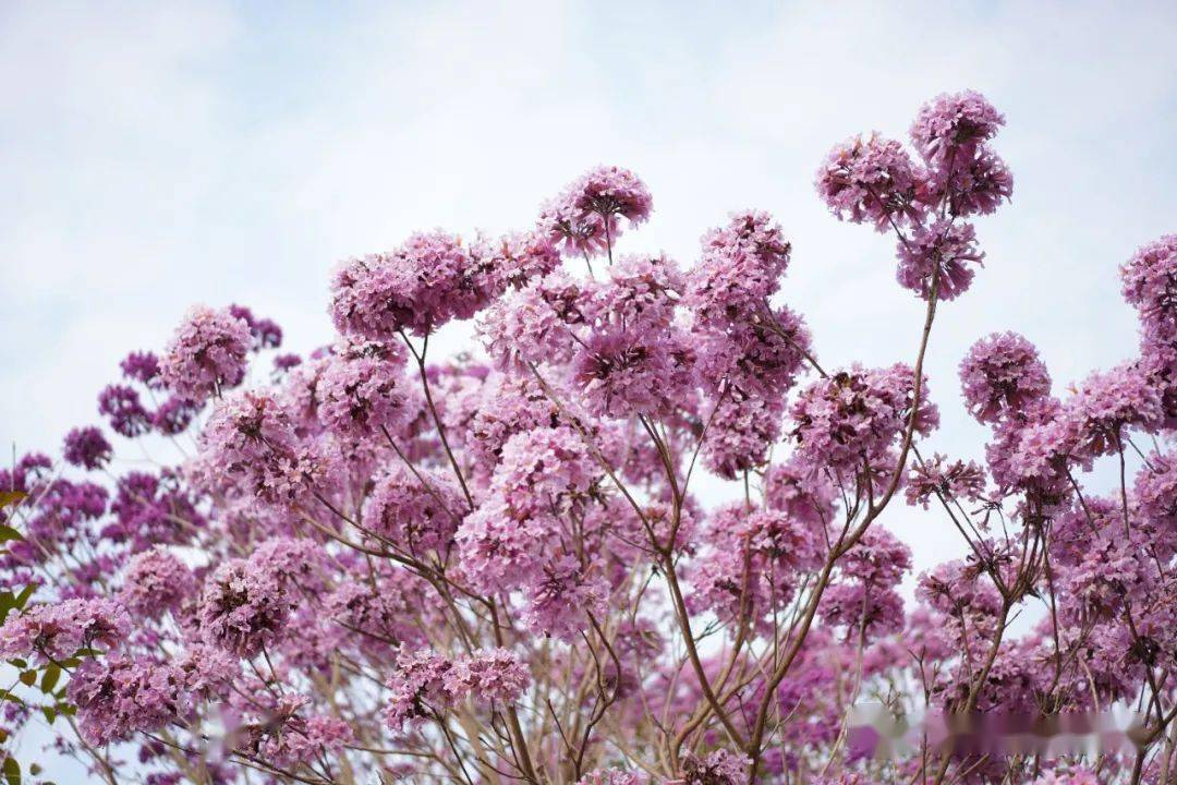 春风十里 我在台湾花卉产业园等你 一起来踏青赏花吧 风铃