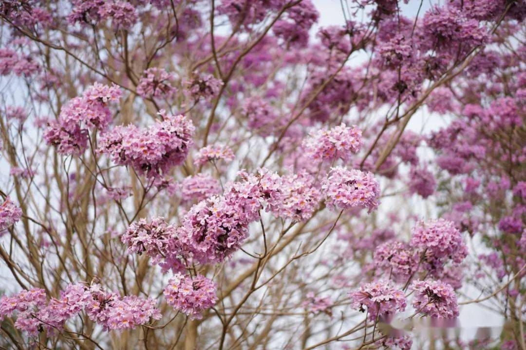 春风十里 我在台湾花卉产业园等你 一起来踏青赏花吧 风铃