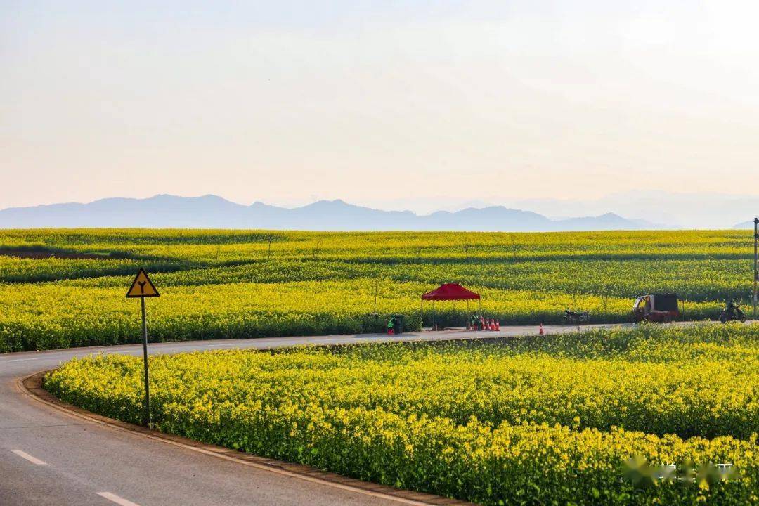 2021羅平油菜花開了你在哪兒