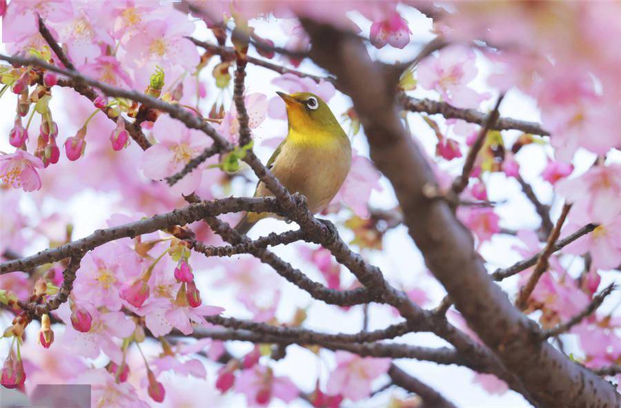 日本大阪樱花盛开鸟儿栖息枝头 闻香识花 时间