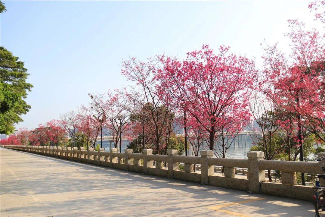 还没赏的小伙伴, 马上安排~目前花期慢慢进入尾声满树的樱花从远处看