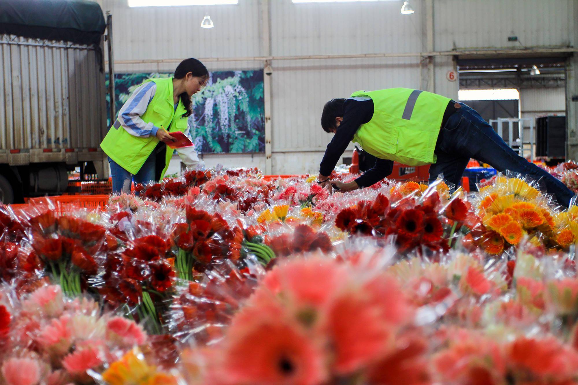 火车助云南鲜花香飘省内外_运输