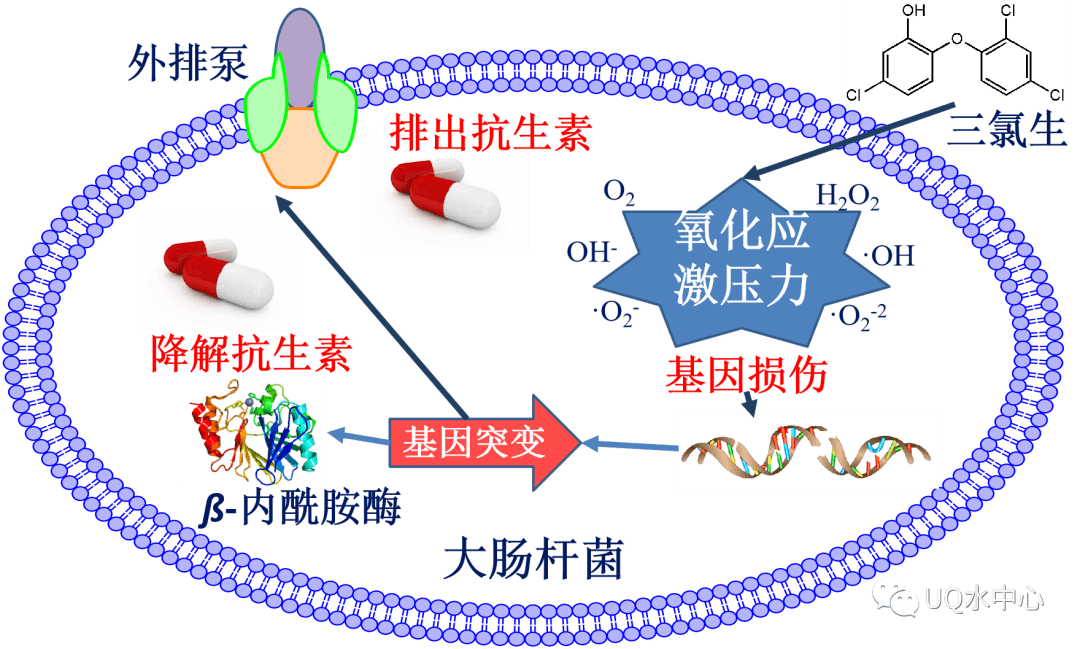 净水技术新冠期间过度消毒可能会加速超级细菌的传播