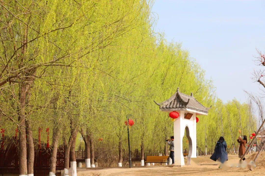 春已至夏邑杏花村的十里杏花开了