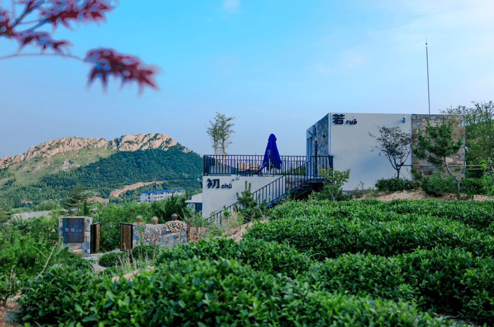 花开的地方等你67丨开年最值得打卡的民宿不负云顶茶园野奢美宿三