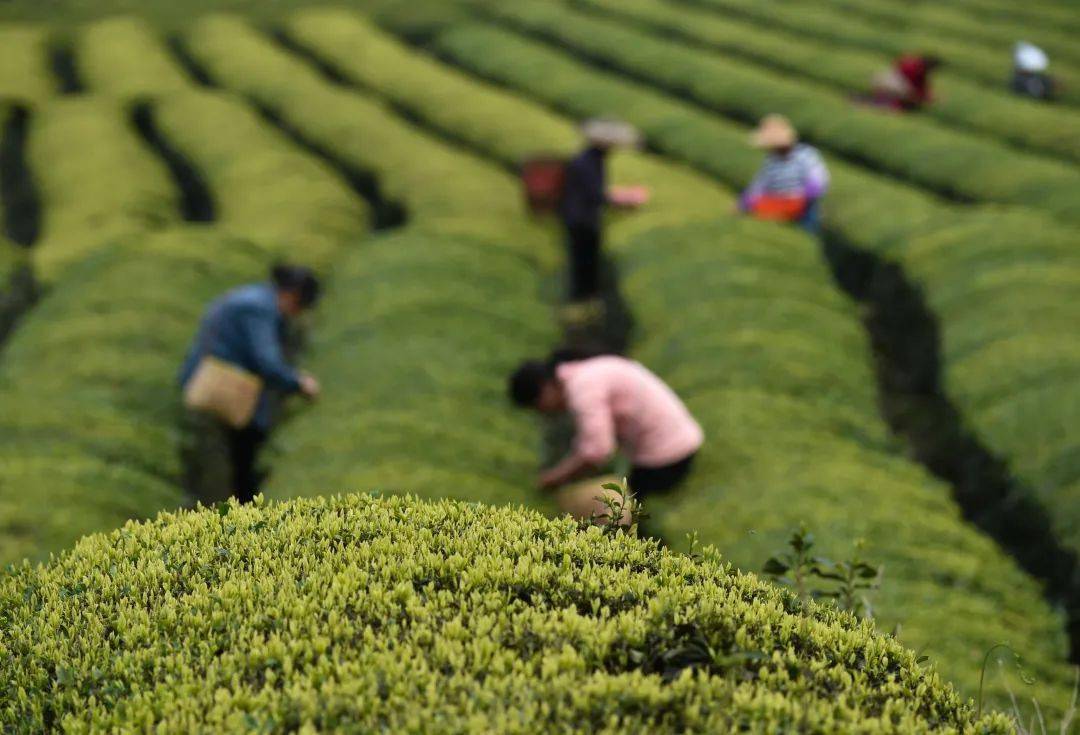 有什么简单的曲谱