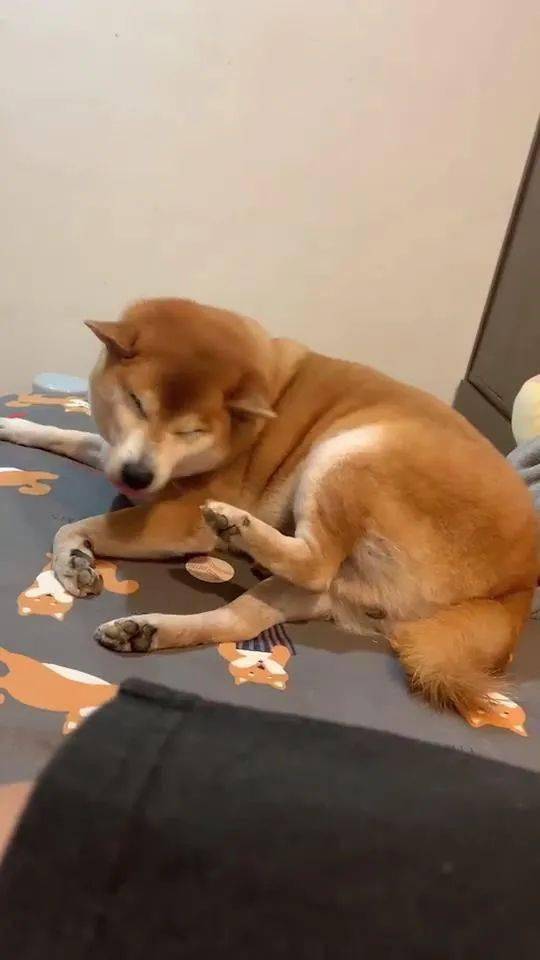 柴犬聞了一下自己的腳，結果連自己都覺得很臭，笑噴了！ 萌趣萌寵 第4张