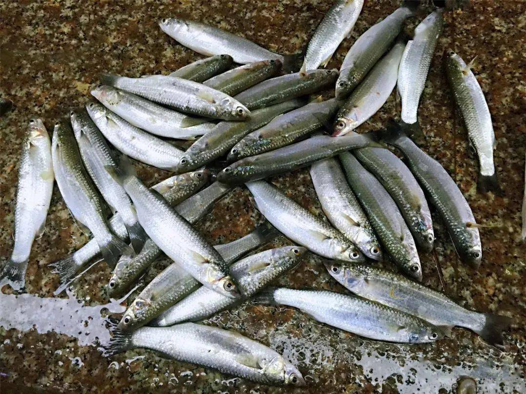 一网打尽中国顶级鱼类看看你认识多少