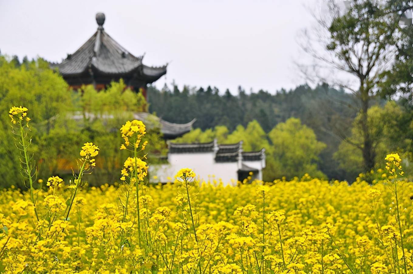 2021年婺源油菜花時間預告萬畝花海精彩待上線