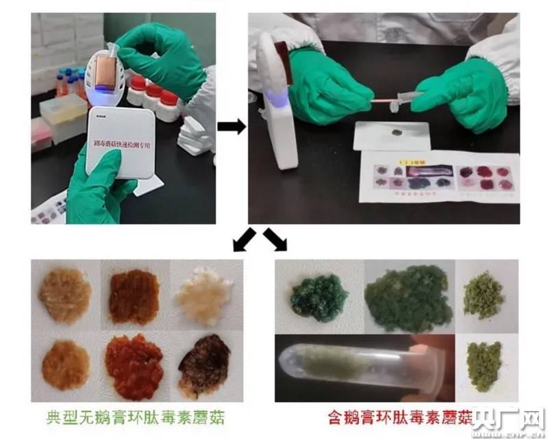 中科院|填补该领域全球空白 中科院昆明植物研究所研发出剧毒蘑菇快速检测试剂盒