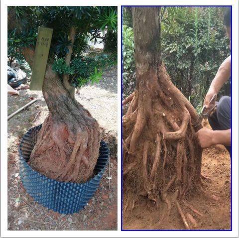 提根树皮局部与养枝,扶芽"动手术"日式罗汉松造型的独特风格形成既