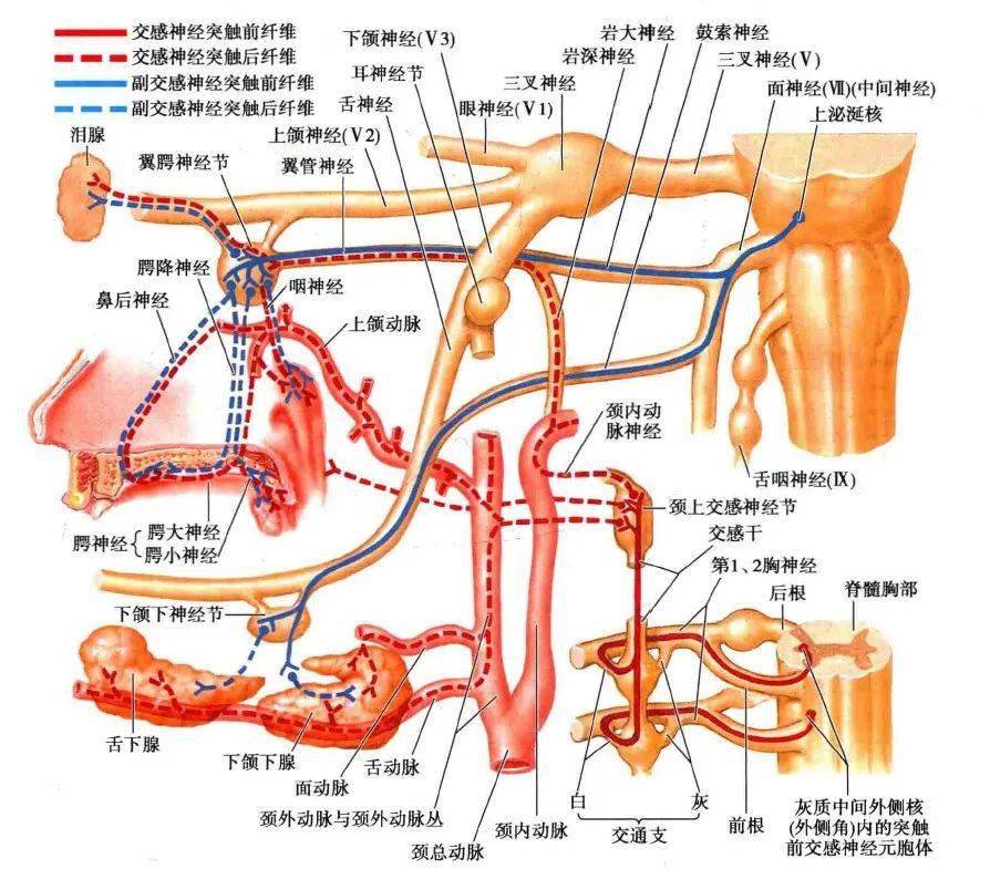 副神经节解剖位置图片