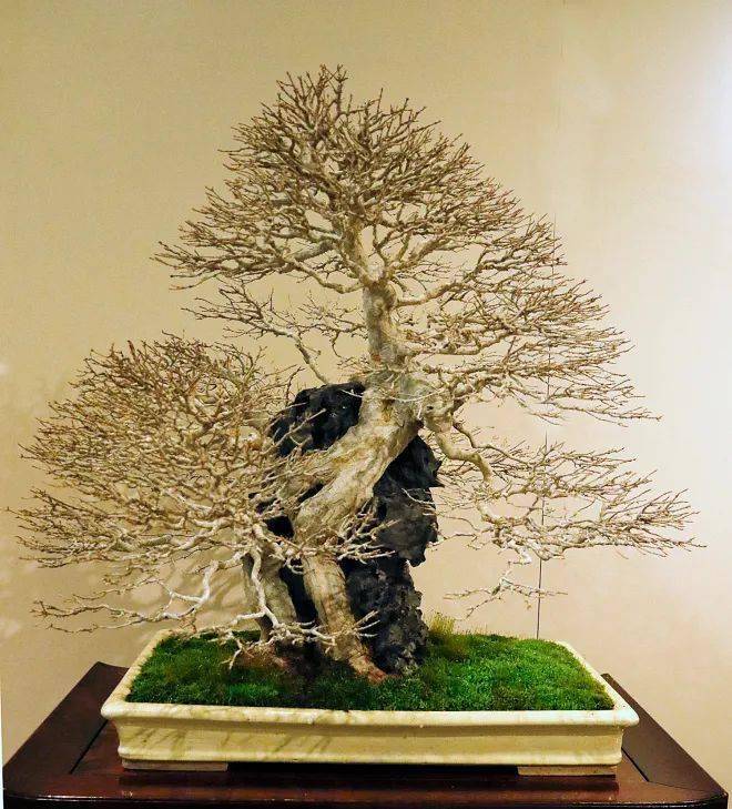 国外盆景展会精品欣赏