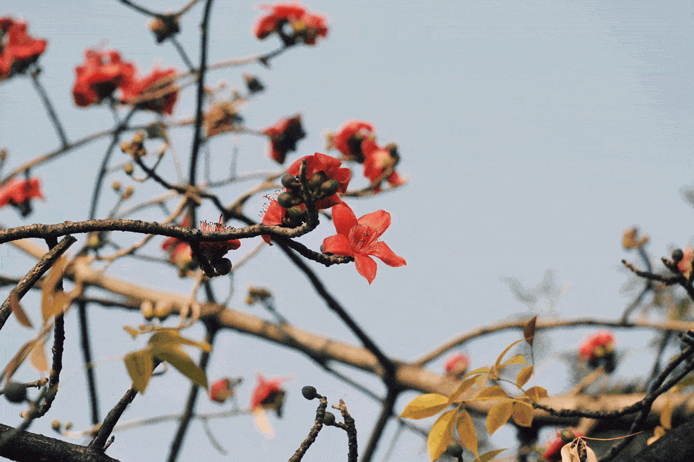 每年英雄花盛开时广州中山纪念堂以东北角353岁的木棉王为主以内分散