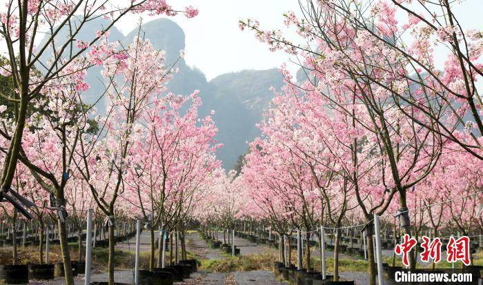 龙虎山樱花、郁金香争相绽放 花团锦簇春意盎然