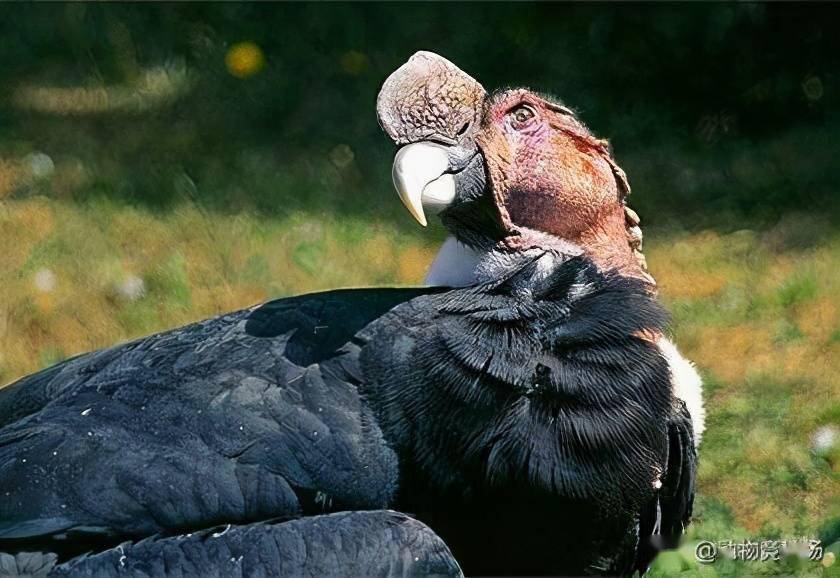 安第斯神鹫王图片