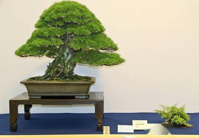 国外盆景展会精品欣赏!_苔藓