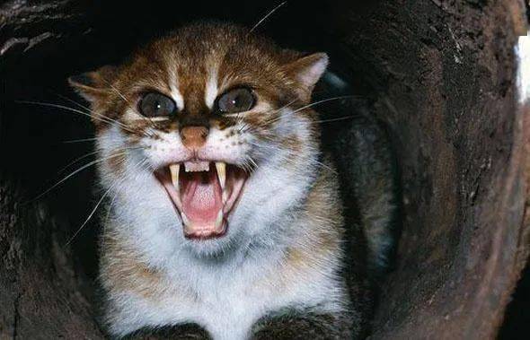 动物图册扁头豹猫