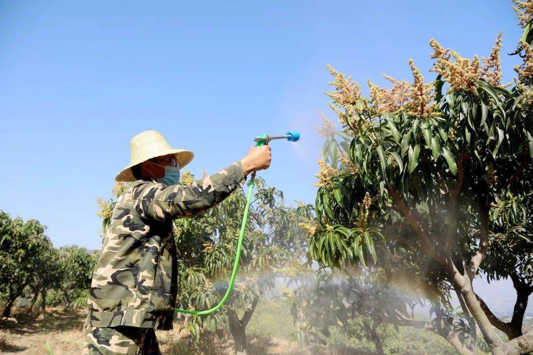 67致富花开 这是春天里最美的景色……_芒果