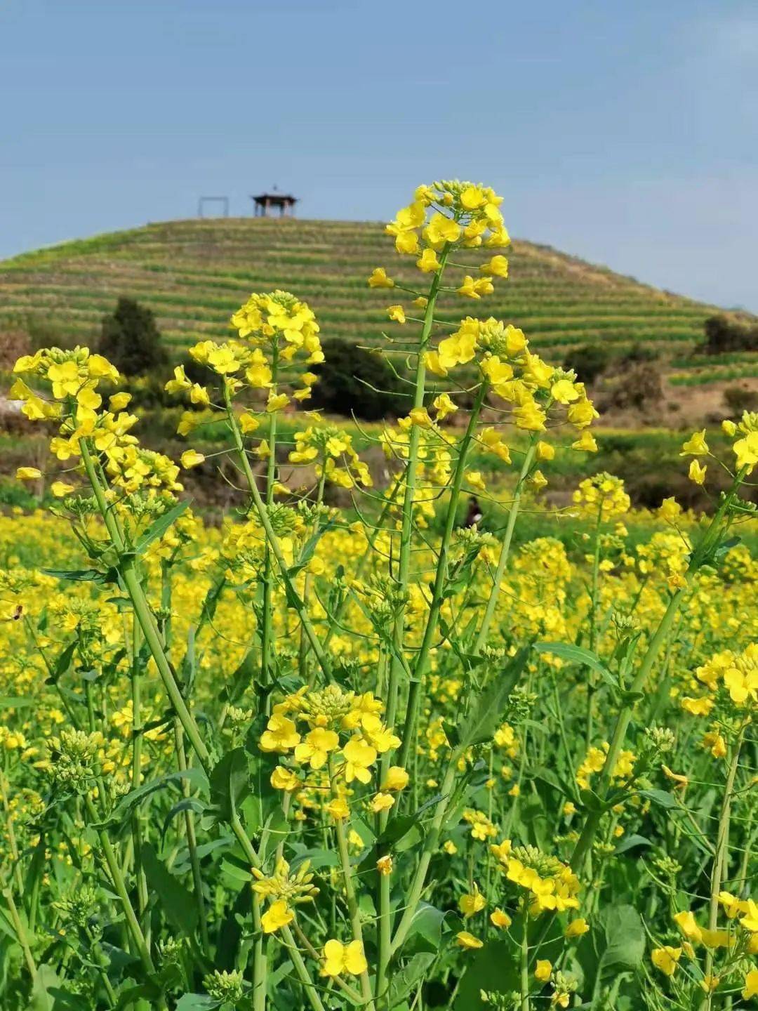 鄞江它山堰油菜花图片