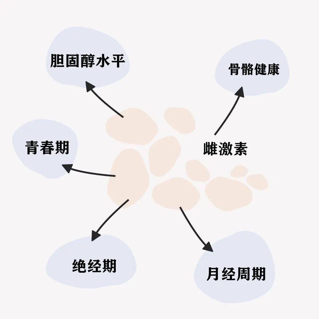 【大不同小課堂】為什麼說雌激素是更年期女性的保護神?_補充