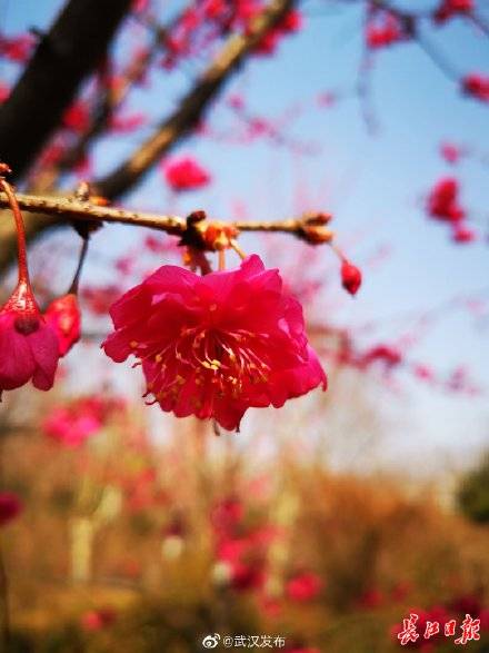 这些“从未见过的樱花”，将来有望绽放武汉街头