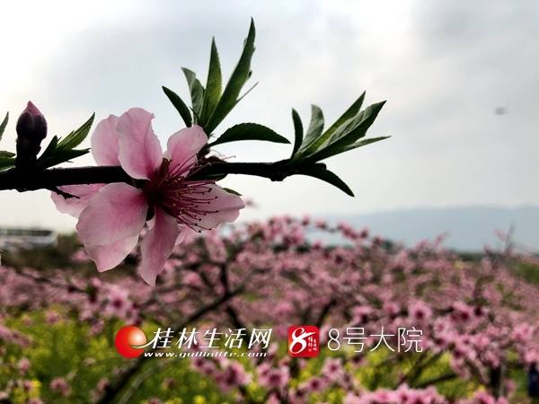 灵川县海洋乡：浪漫桃花始盛开 “桃花海洋”迎客来