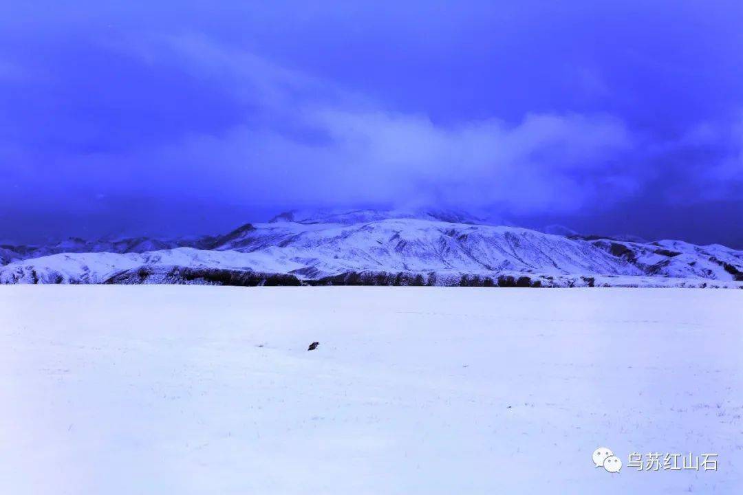 戈壁残雪雪中牧马风雪无阻寻找春天的气息雪中白马四马踏雪风雪相伴