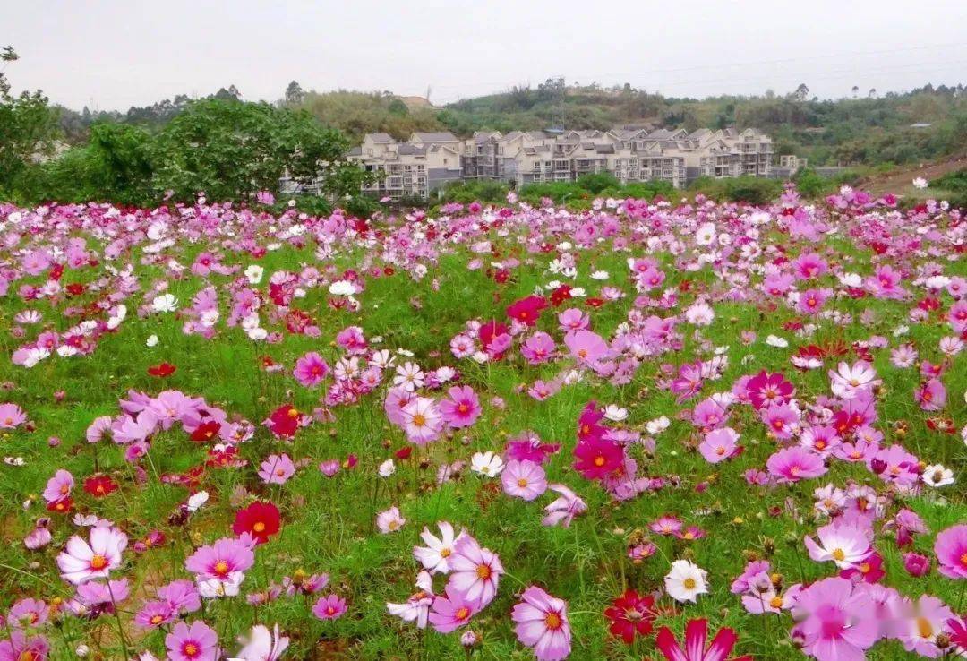 成佳镇吴家祠村全力打造出美丽乡村振兴发展贡井样板