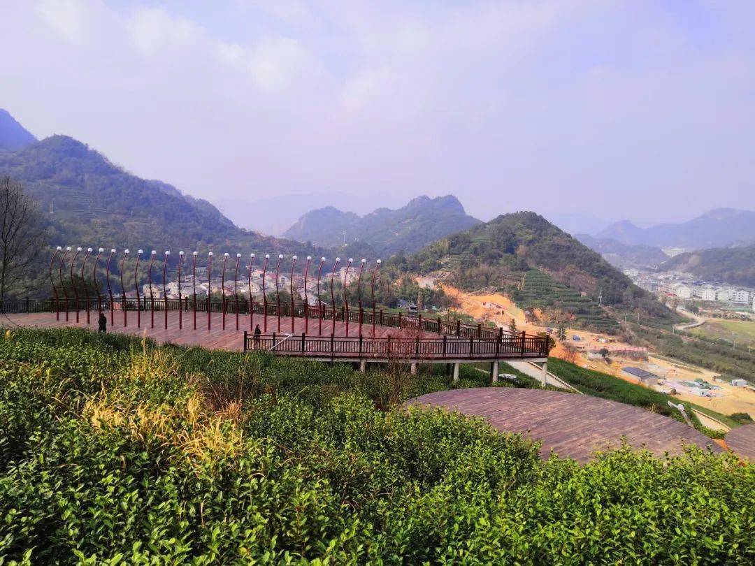 茶区变景区永嘉三江精品茶园可茶旅观光游
