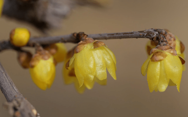 金钟梅:磬口梅的花瓣也比较圆润,呈深黄色,花芯是紫色的,香气也比较