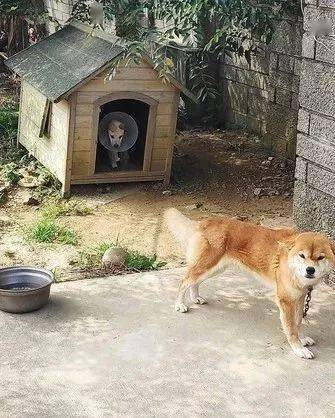 流浪狗受傷後無處可去,柴柴竟主動把狗窩讓給了它.超暖!