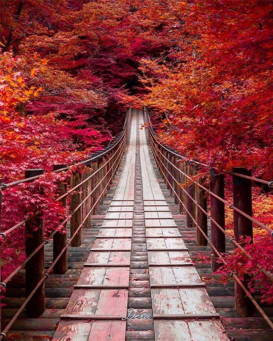 最美花路,一直在路上!