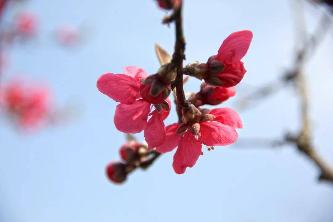 桃花提前初绽！桃花朵朵开的美景你期待看到吗？