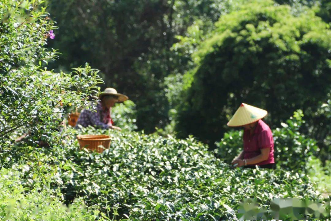 杏彩体育官网登录各地春茶上市时间参考茶别被骗了