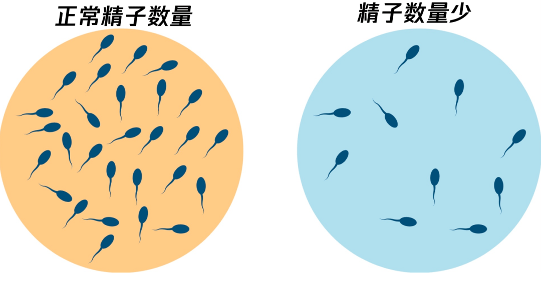 5%,总精子数量下降1.6%,总运动力下降0.4%[5].