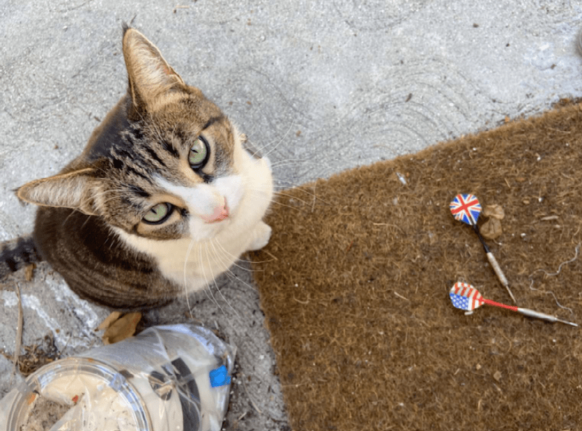 小猫咪叫不出声是什么原因 6d6c255e6716424a89e8e1b836db15ca.png