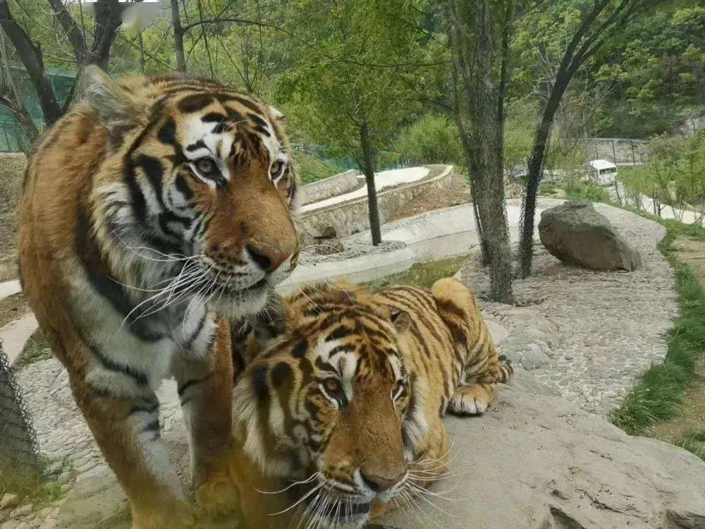 运城240人驱车前往竹海野生动物,究竟有什么魔力?_野生动物园