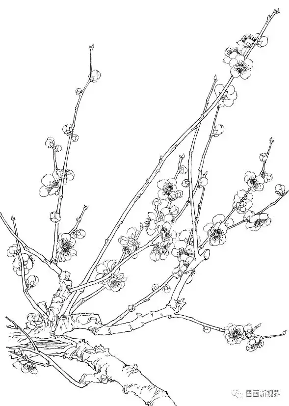 梅花上色技法白描图谱太美啦