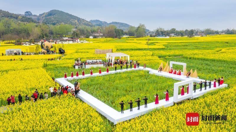 百亩油菜花竞相绽放来成都崇州赴一场赏花之约