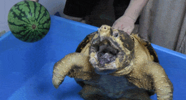 千万不要被鳄龟咬到否则你药丸