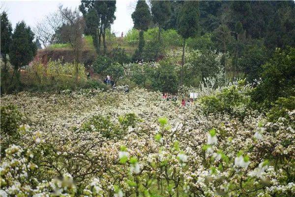 游醉美梨园 赏万亩花海 潼南梨花节将于3月6日开幕 花岩镇