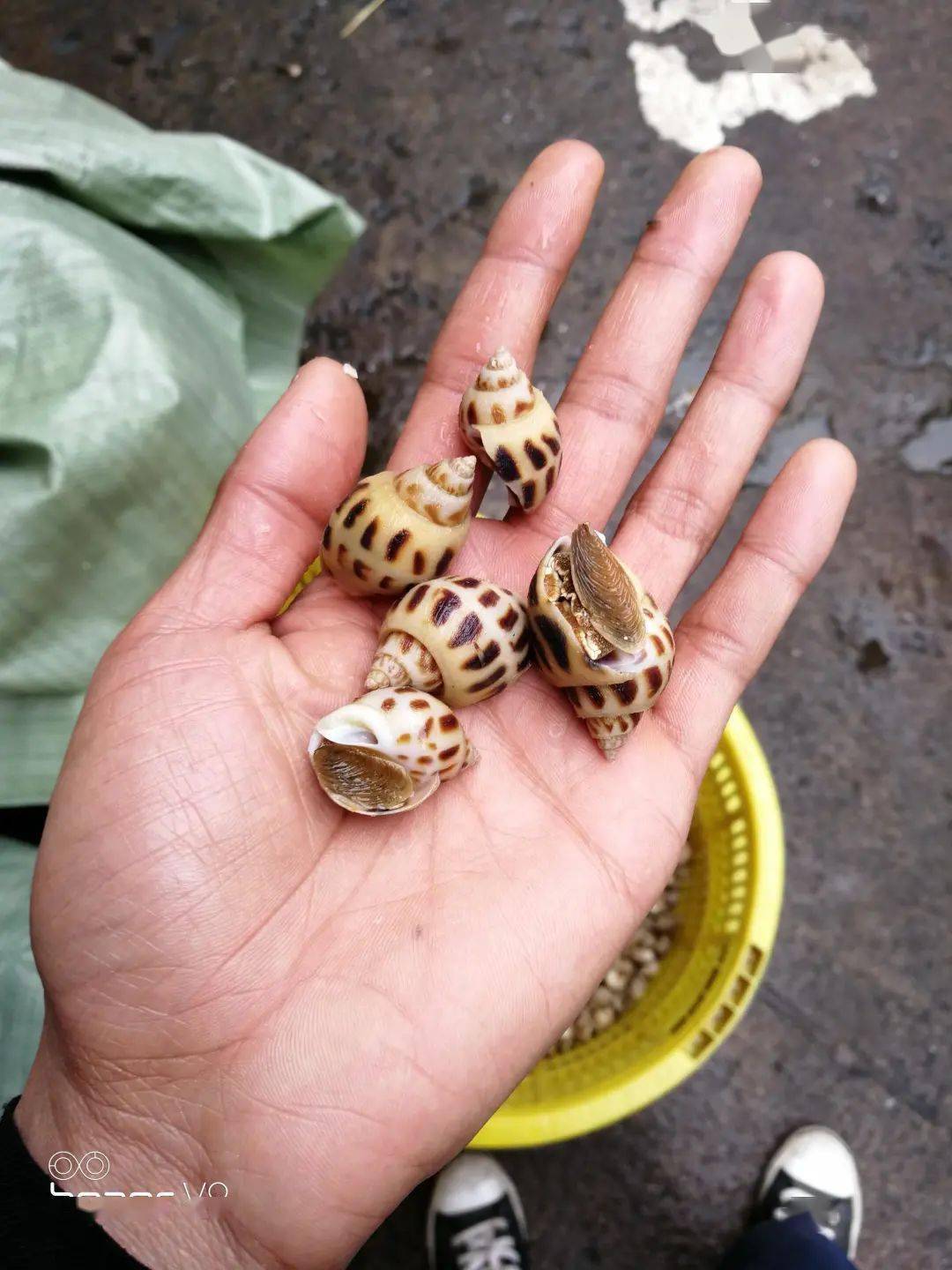 致富新宠东风螺养殖要注意这几个要点稳收高产很关键