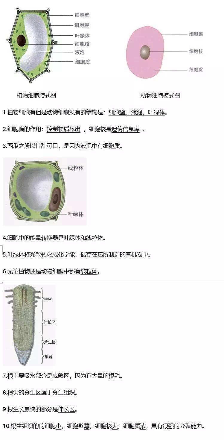 Recognizing Plant Cell authors: Fen Liu | Plantae, image size:749x1470