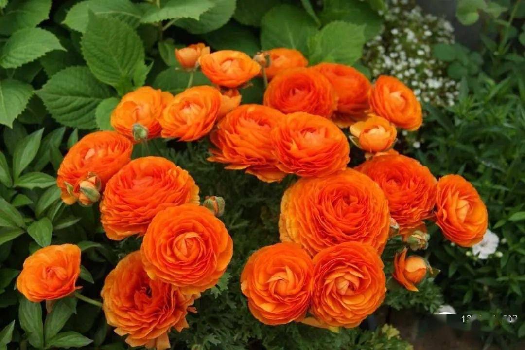 半重瓣,花色丰富,有白,黄,红,水红,大红,橙,紫和褐色等多种颜色