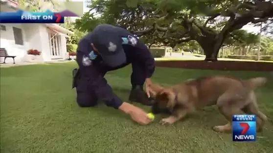 小警犬慘遭開除，竟是因為……好氣哦！！ 萌趣萌寵 第7张