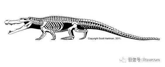史上最大型的鳄鱼之一 恐鳄