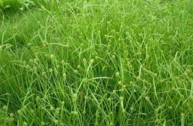 农村这种野草叫"水蜈蚣",以前总是被农民根除,现在卖18元一斤!