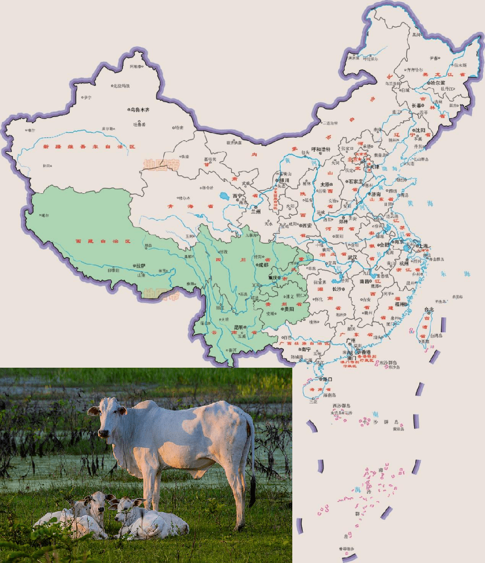 中国野牛分布图片